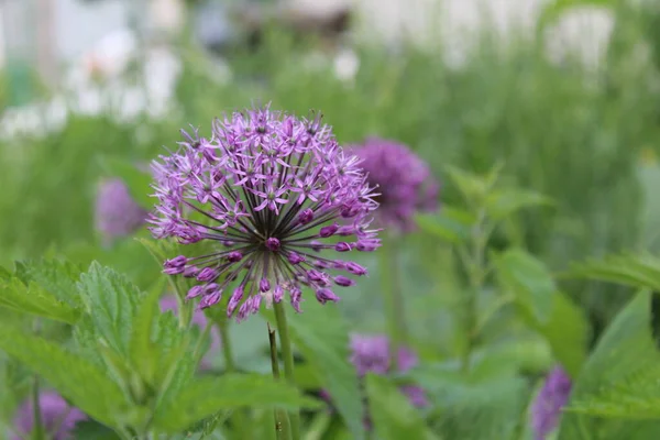 Hermosa Flor Allium Púrpura Forma Una Bola Foto Una Flor — Foto de Stock