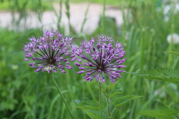 Hermosa Flor Allium Púrpura Forma Una Bola Foto Una Flor — Foto de Stock