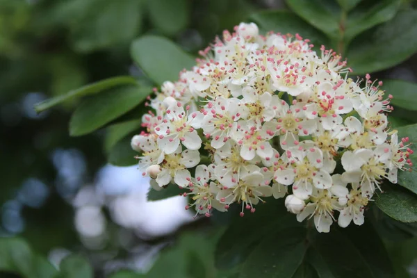 Chernoplodnaya Ryabina Aronia Bloeiende Bush Het Voorjaar Foto Van Een — Stockfoto