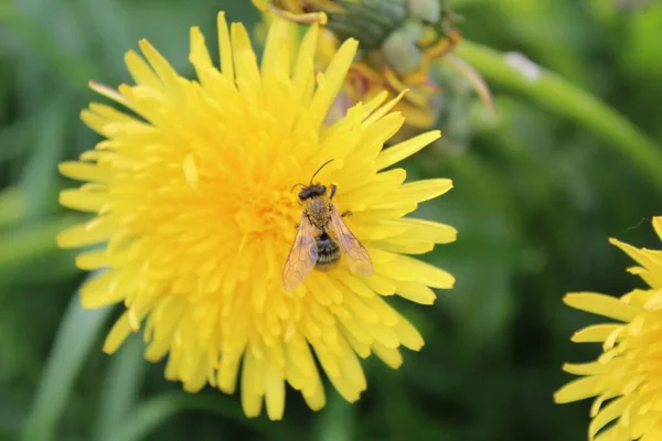 bee in pollen on a yellow dandelion dandelion / photo of a bee collecting nectar for honey. the insect has yellow pollen. she\'s sitting on a dandelion
