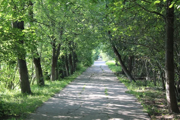 Yazın Yeşil Yapraklı Ağaçlar Boyunca Parktaki Yaya Yolu Park Taki — Stok fotoğraf