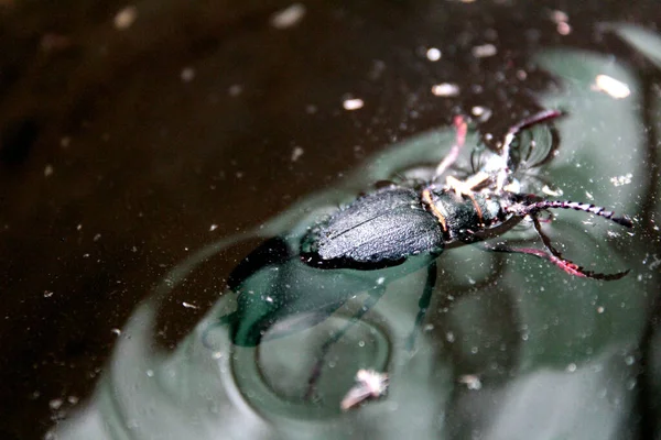 Ein Großer Schwarzer Käfer Schwimmt Wasser Foto Eines Schwarzen Käfers — Stockfoto