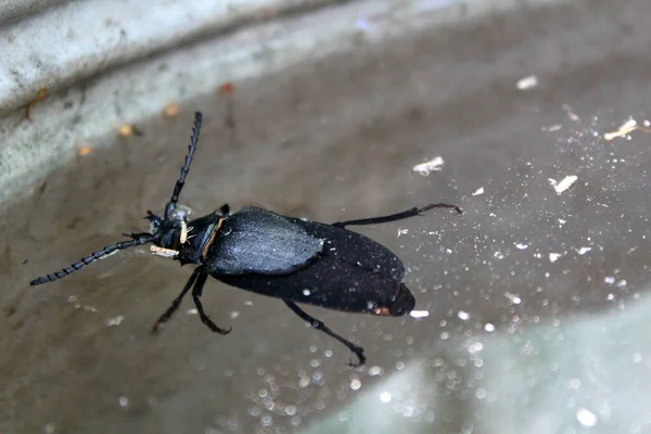 Ein Großer Schwarzer Käfer Schwimmt Wasser Foto Eines Schwarzen Käfers — Stockfoto