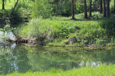 Güzel bir manzara göleti, yazın ormanlık bir nehir ve güzel bir doğal manzaranın fotoğrafı. Nehir ya da gölet sudaki ağaçları yansıtır. Ormanın kıyısında. Dallardaki yapraklar yeşil. Yazın güneşli bir günü.
