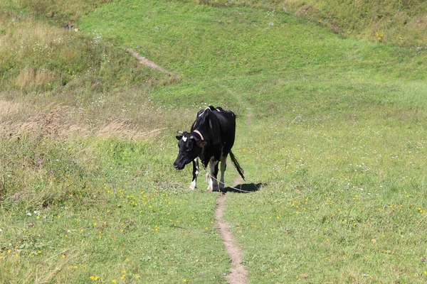 black cow in a meadow in summer, on the mountainside / photo of a cow. the animal is black with white spots. cattle graze on the meadow in summer. a ruminant mammal stands on the side of a mountain.beautiful landscape of the area.