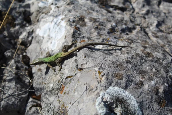 绿色蜥蜴在山上的灰色岩石上晒太阳 一张绿色小蜥蜴的照片 温暖的日子里 她在岩石上晒太阳 每年的这个时候都是夏天 — 图库照片