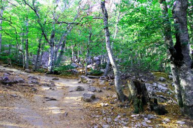 Sonbaharda Kırım 'daki El-Petri Dağı' ndaki dağ ve orman yolu ve dağ patikasının fotoğrafı. Ormana tırman. Kırım 'da El-Petri Dağı.