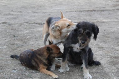 Üç sokak köpeği dışarıda oynuyor. Üç sokak köpeği. Hayvanlar dışarıda. Birbirleriyle oynuyorlar..
