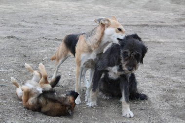 Üç sokak köpeği dışarıda oynuyor. Üç sokak köpeği. Hayvanlar dışarıda. Birbirleriyle oynuyorlar..