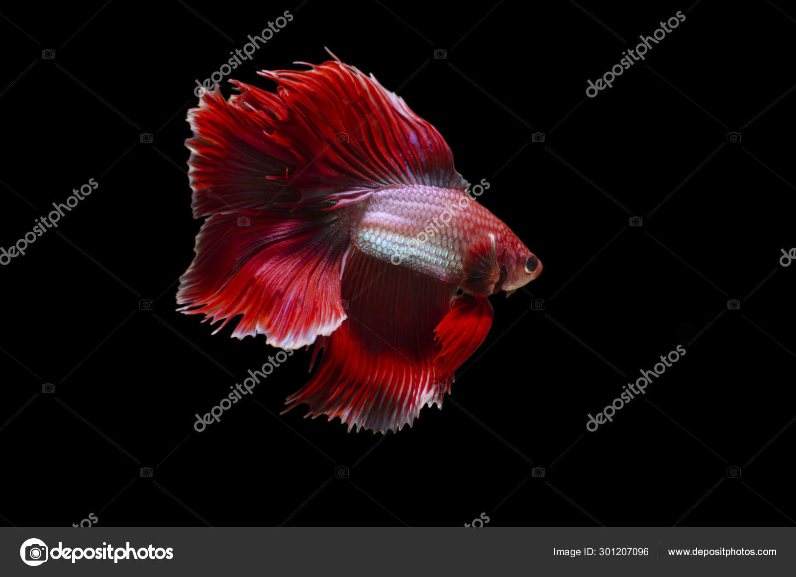fantail betta fish
