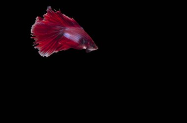 bir erkek çift fantail Betta çeviklik ve zarafet ile zarif yüzer