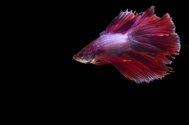 bir erkek çift fantail Betta çeviklik ve zarafet ile zarif yüzer