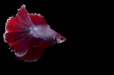 bir erkek çift fantail Betta çeviklik ve zarafet ile zarif yüzer