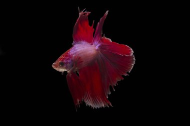 bir erkek çift fantail Betta çeviklik ve zarafet ile zarif yüzer