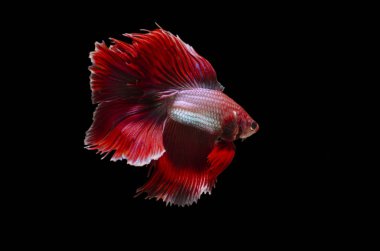 bir erkek çift fantail Betta çeviklik ve zarafet ile zarif yüzer