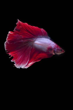 Bir Betta, Siyam aydınlatma gurur siyah bir arka plan karşı zarif balık mücadele.