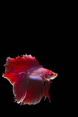 Bir Betta, Siyam aydınlatma gurur siyah bir arka plan karşı zarif balık mücadele.