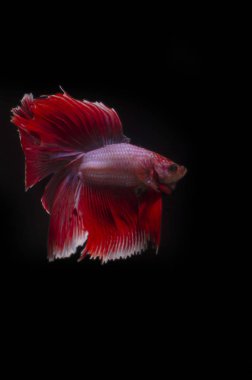 Bir Betta, Siyam aydınlatma gurur siyah bir arka plan karşı zarif balık mücadele.