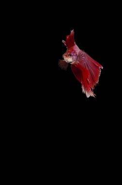 Bir Betta, Siyam aydınlatma gurur siyah bir arka plan karşı zarif balık mücadele.