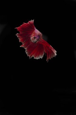 Bir Betta, Siyam aydınlatma gurur siyah bir arka plan karşı zarif balık mücadele.