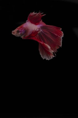 Bir Betta, Siyam aydınlatma gurur siyah bir arka plan karşı zarif balık mücadele.