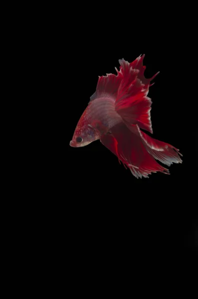 Betta Siamese Fighting Fish Elegant Mot Svart Bakgrund Smickrande Belysning — Stockfoto