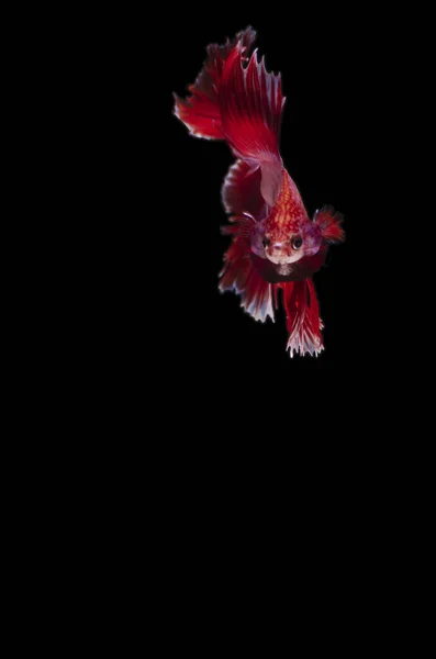 Betta Peixe Siamês Lutando Elegantemente Contra Fundo Preto Iluminação Lisonjeira — Fotografia de Stock