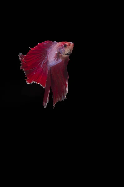 Betta Siamese Fighting Fish Elegant Mot Svart Bakgrund Smickrande Belysning — Stockfoto