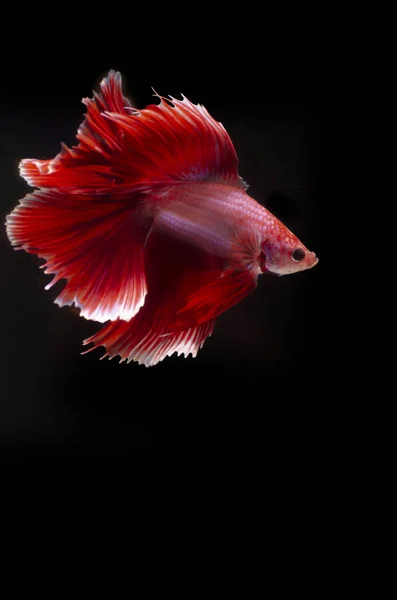 Betta Siamese Fighting Fish Elegant Mot Svart Bakgrund Smickrande Belysning — Stockfoto