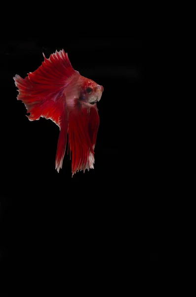 Betta Siamese Fighting Fish Elegant Mot Svart Bakgrund Smickrande Belysning — Stockfoto