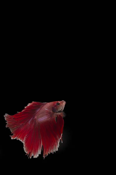 Betta Siamese Fighting Fish Elegant Mot Svart Bakgrund Smickrande Belysning — Stockfoto