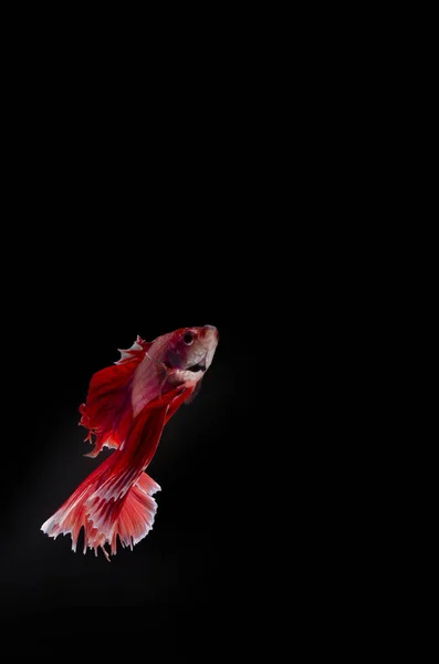 Betta Siamese Fighting Fish Elegant Mot Svart Bakgrund Smickrande Belysning — Stockfoto
