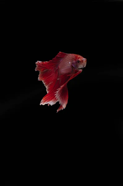 Betta Siamese Fighting Fish Elegant Mot Svart Bakgrund Smickrande Belysning — Stockfoto