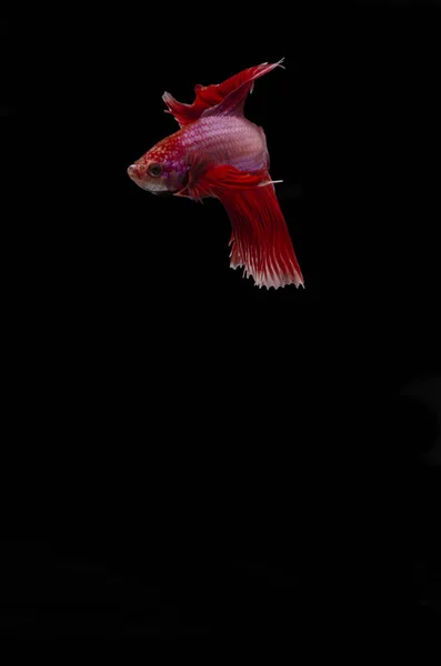 Бетта Сиамские Боевые Рыбы Элегантно Черном Фоне Лестном Освещении — стоковое фото