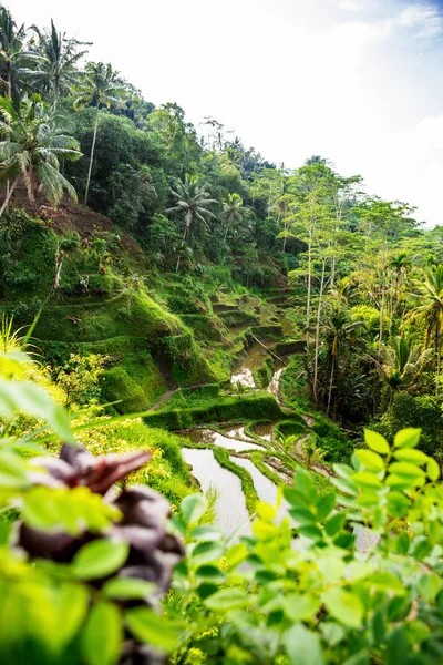 Hillside Rice Farming World Most Beautiful Mountains Landscapes Shape Nature — Stock Photo, Image