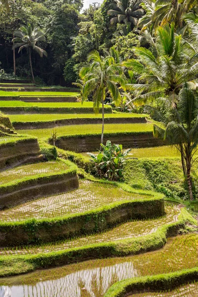 Hillside Rice Farming World Most Beautiful Mountains Landscapes Shape Nature — Stock Photo, Image