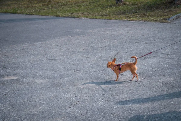 Ein Kleiner Hund Läuft Auf Der Straße — Stockfoto