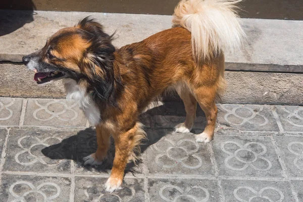 Ein Kleiner Hund Läuft Auf Der Straße — Stockfoto