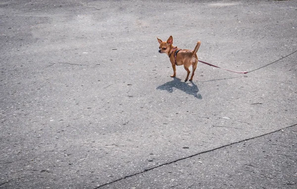 Small Dog Walks Road — Stock Photo, Image