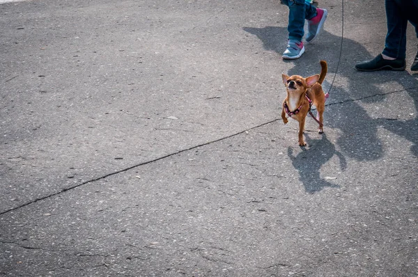 Petit Chien Promène Sur Route — Photo