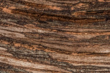 Eski ağacının denizden karaya atılan bir doku