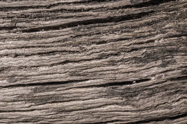 Textur Eines Alten Baumes Der Aus Dem Meer Land Geworfen — Stockfoto