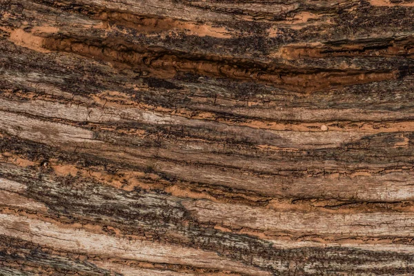 Eski ağacının denizden karaya atılan bir doku