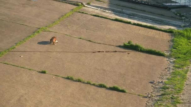 Σκύλος Τρέχει Πίσω Από Δαχτυλίδι Οποίο Είναι Ρίχνονται Από Τον — Αρχείο Βίντεο