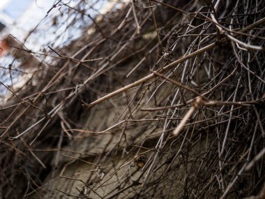 Kuru dallar binanın duvarında asılı dokusuna