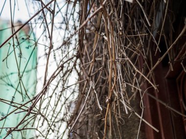 Kuru dallar binanın duvarında asılı dokusuna