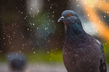 Güvercinler sokakta, parkta bir bahar akşamı