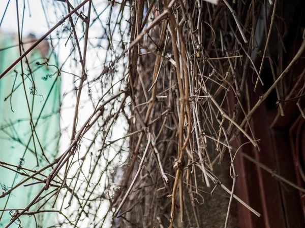 Kuru dallar binanın duvarında asılı dokusuna