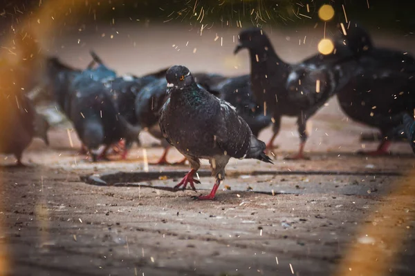 Pigeons Street Park Spring Evening — Stock Photo, Image