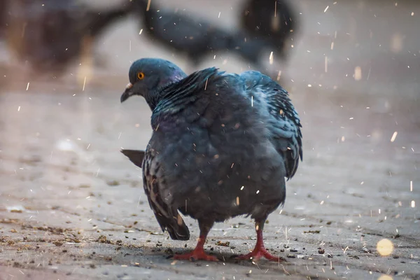 Güvercinler sokakta, parkta bir bahar akşamı
